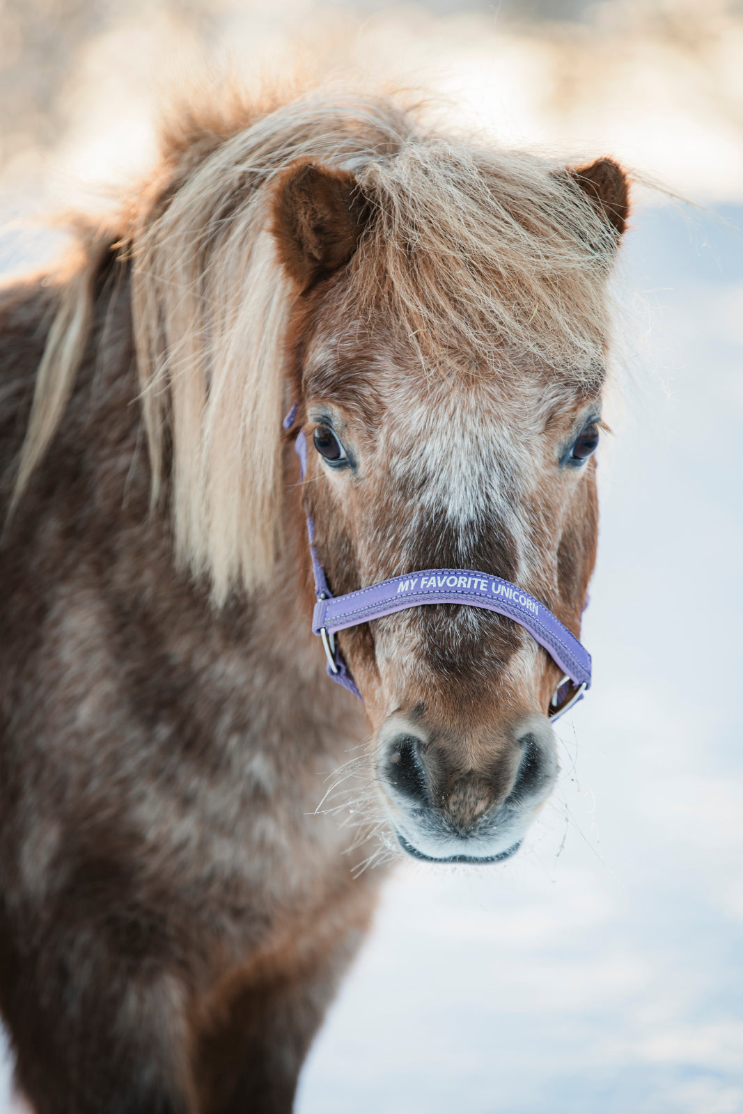 HorseGuard Malva grime med tekst