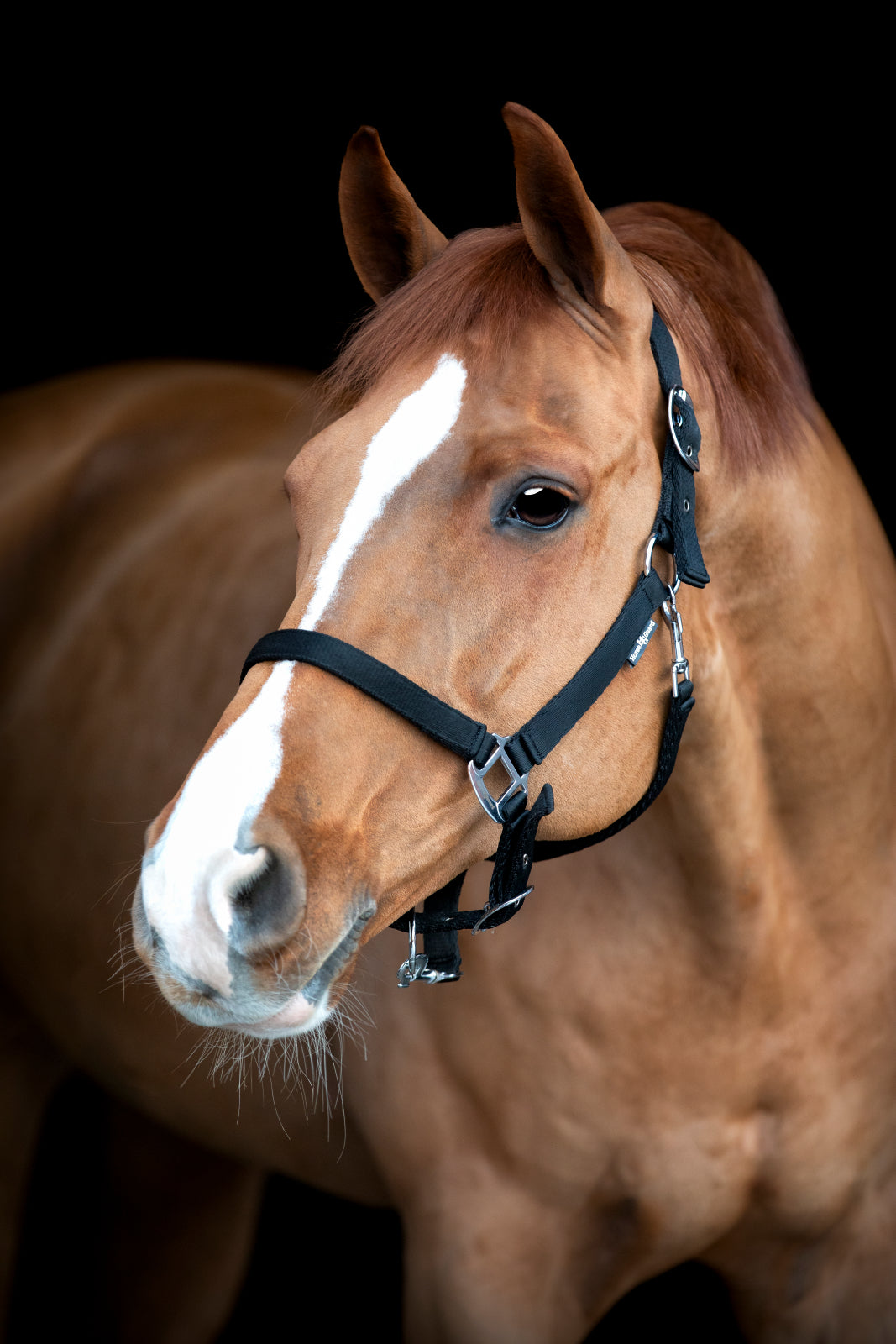 HorseGuard Saby Grooming grime